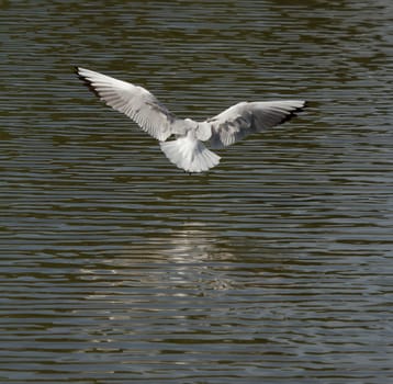 A seagull is flying above the water