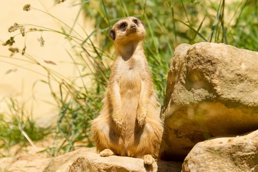 A suricata on the watch in a dutch zoo