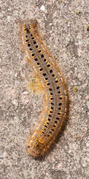 A caterpillar on a stone