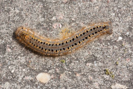 A caterpillar on a stone