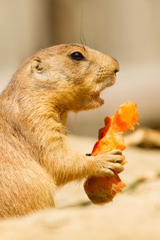 A prairie dog is eating a carrot