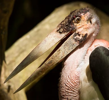 A close-up of an marabu in a dutch zoo