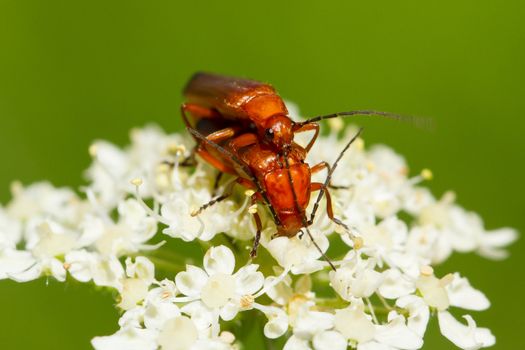 Beetle Rhagonycha fulva breeding on a Flower