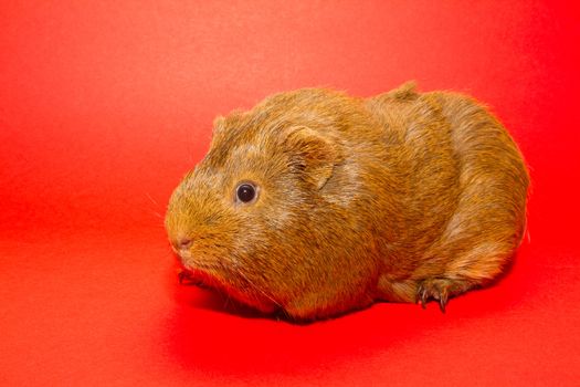 A guinea pig with a red background