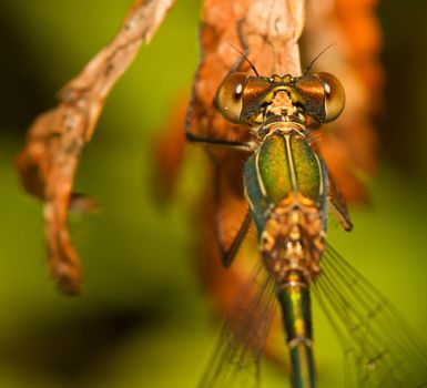 A dragonfly on a leaf