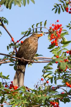 A blackbird is eating a berry