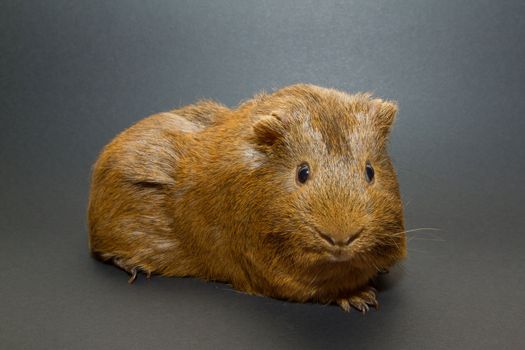A guinea pig with a grey background