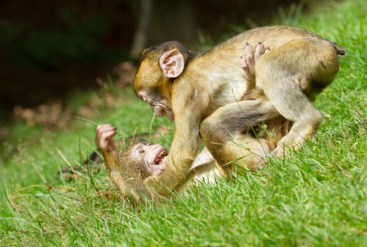 Two young monkey are fighting