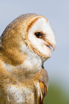 A sitting owl in a german zoo