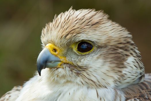 A close-up of a falcon in a german zoo