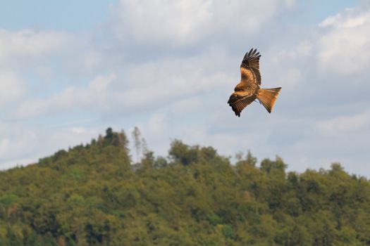 A long-legged buzzard in the sky