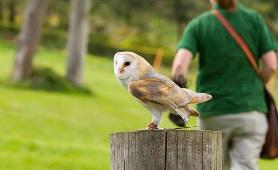 An owl in captivity