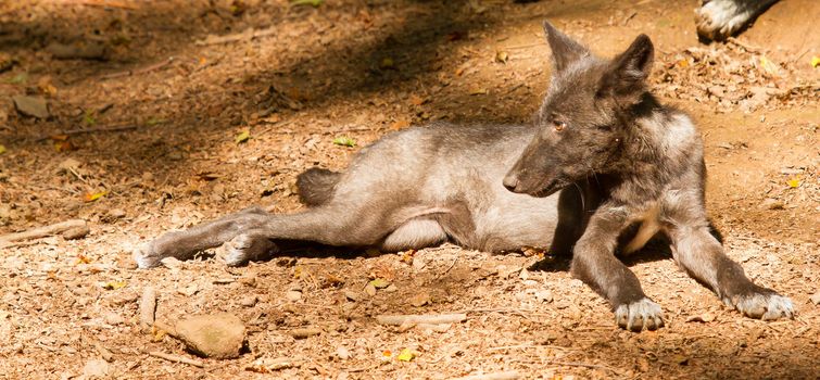 A young wolf in a german zoo