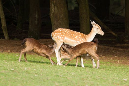 A fallow-deer is feeding its youngsters
