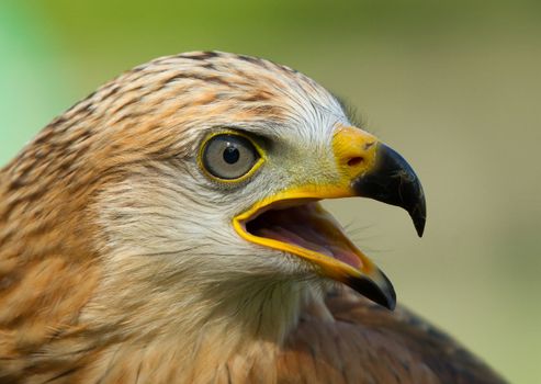 A close-up of a long-legged buzzard