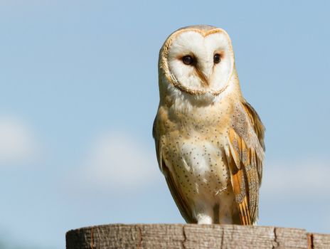 A sitting owl in a german zoo