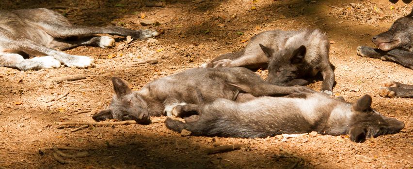 A group of young wolves in a german zoo