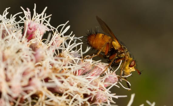 A fly is sitting on pink flowers