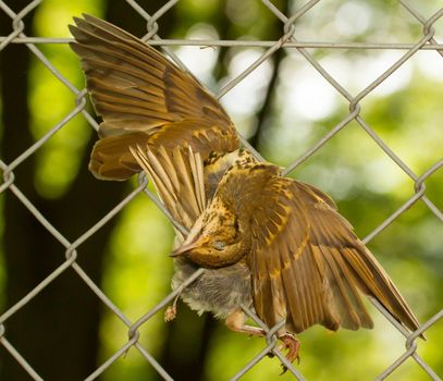 A dead bird is hanging in a metal fence