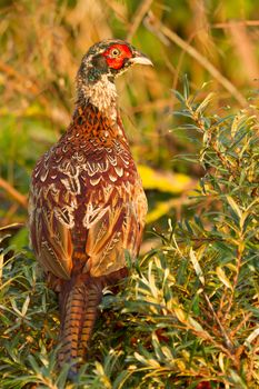 A close-up of a pheasant
