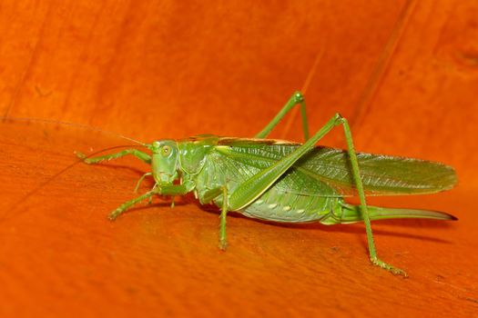 A close-up of a grasshopper