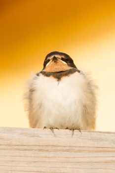 A young swallow on a roof