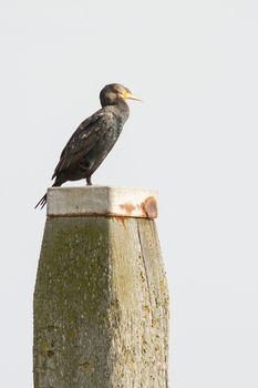 A cormorant is sitting on a pole