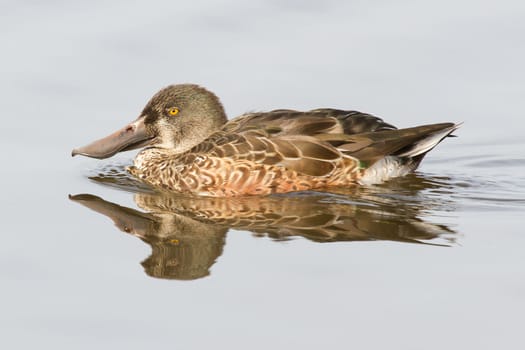 A Northern Shoveler in the water