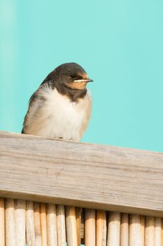 A young swallow on a roof