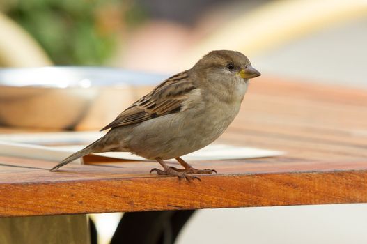 A sparrow is standing on a table