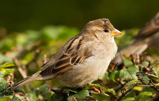 A sparrow with a tick on its head