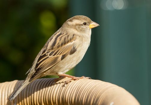 A sparrow is standing on a chair