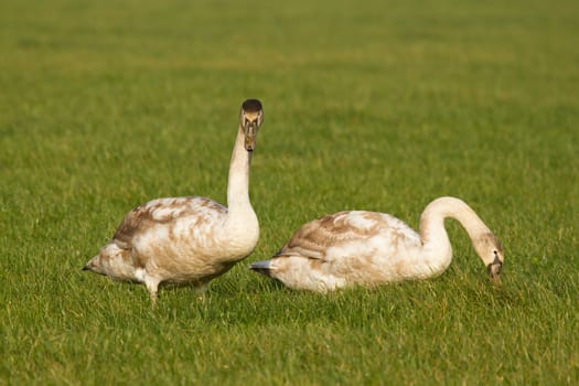 Two young swans in a green field