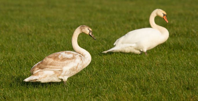 One adult and one young swan