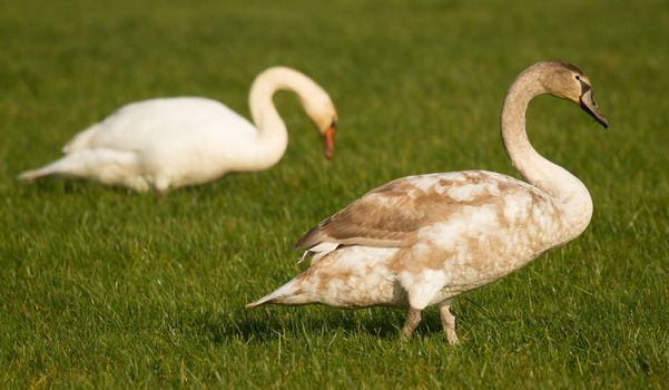 One adult and one young swan