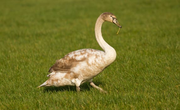 A young swan in a green field