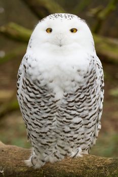 A snow owl in captivity