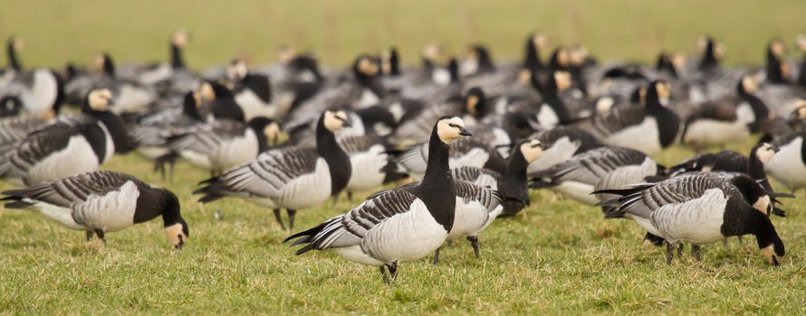 A group of barnacle geese in a green field