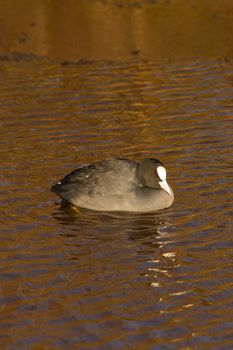 A common coot in the cold water