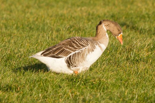 A goose in a field