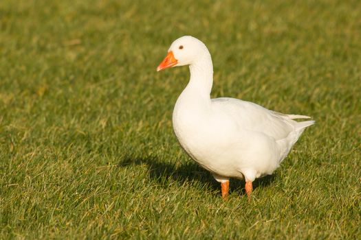 A goose in a field
