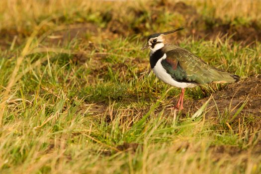 A lapwing in a green field