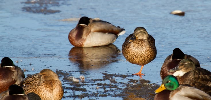 A group of wild ducks on the ice