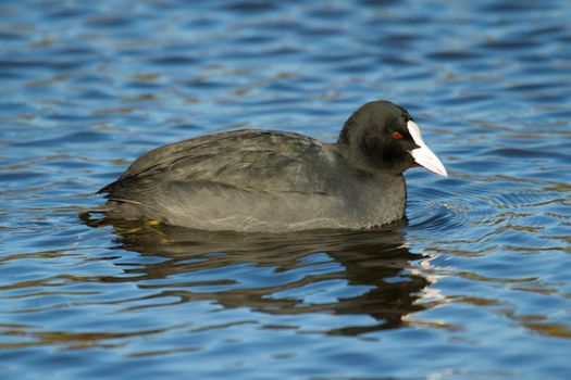 A common coot in the water