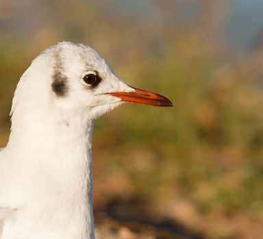 Close-up of a black-headed gull