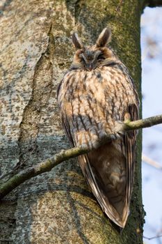 A sleeping long-eared owl in a tree