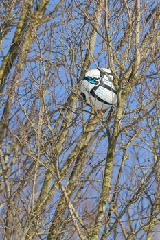 A football in a tree