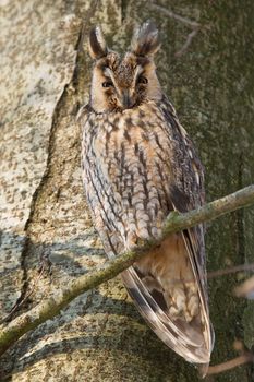 A sleeping long-eared owl in a tree