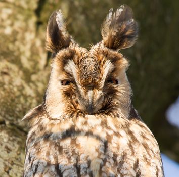 A sleeping long-eared owl in a tree