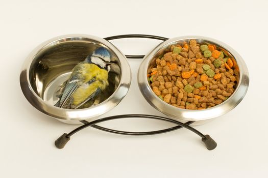 A deceased blue tit in a cats food bowl